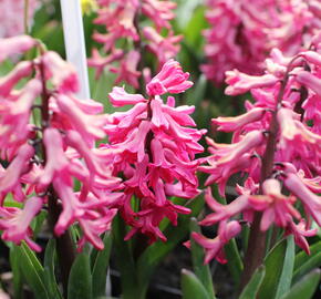 Hyacint 'Jan Bos' - Hyacinthus 'Jan Bos'