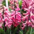 Hyacinthus 'Jan Bos'.JPG