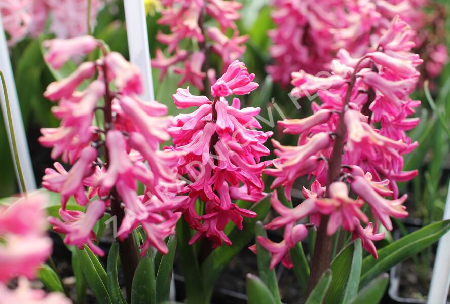 Hyacint 'Jan Bos' - Hyacinthus 'Jan Bos'