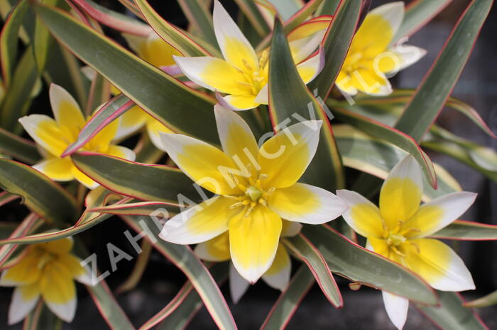 Tulipán botanický tarda 'Interaction' - Tulipa tarda 'Interaction'