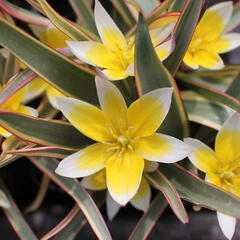 Tulipán botanický tarda 'Interaction' - Tulipa tarda 'Interaction'