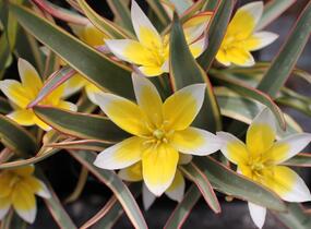 Tulipán botanický tarda 'Interaction' - Tulipa tarda 'Interaction'