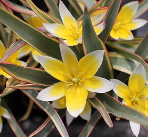 Tulipán botanický tarda 'Interaction' - Tulipa tarda 'Interaction'