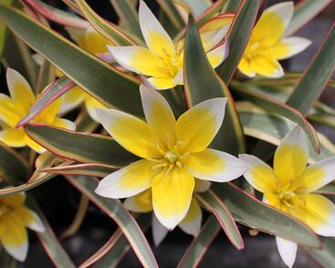 Tulipán botanický tarda 'Interaction'