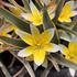 Tulipa tarda 'Interaction'.JPG