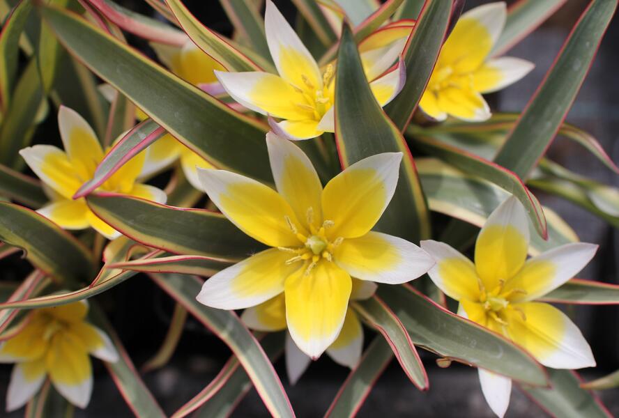 Tulipán botanický tarda 'Interaction' - Tulipa tarda 'Interaction'