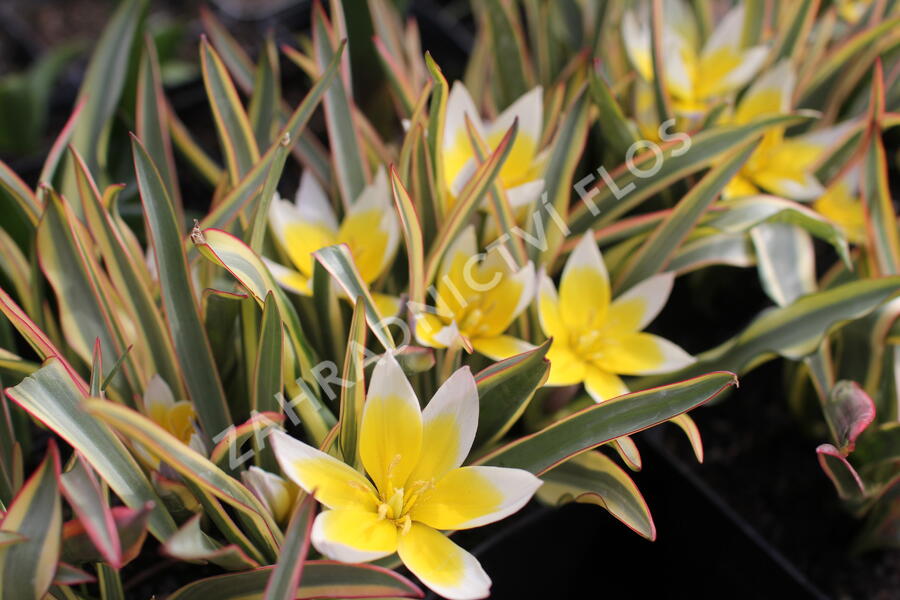 Tulipán botanický tarda 'Interaction' - Tulipa tarda 'Interaction'