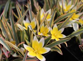 Tulipán botanický tarda 'Interaction' - Tulipa tarda 'Interaction'