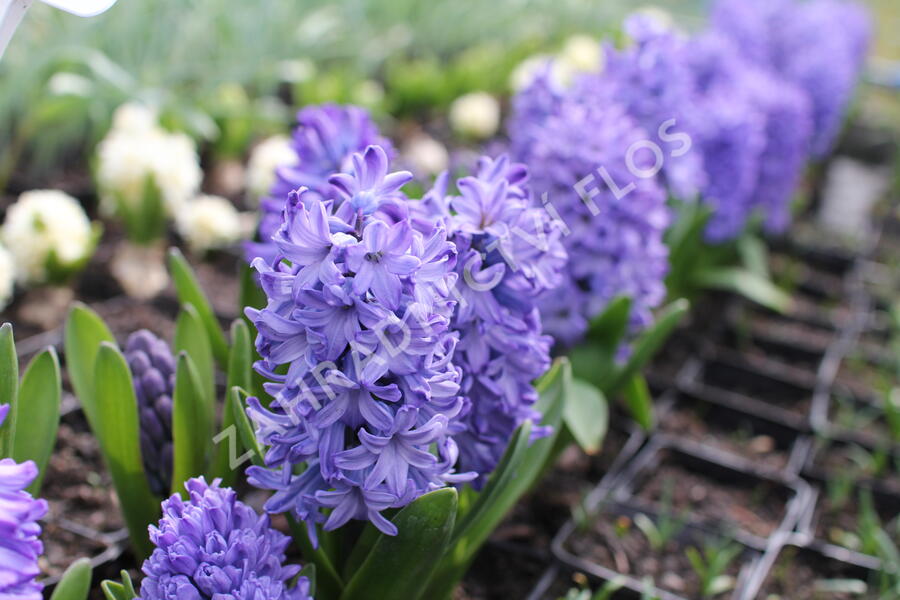 Hyacint 'Delft Blue' - Hyacinthus 'Delft Blue'