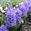 Hyacint 'Delft Blue' - Hyacinthus 'Delft Blue'