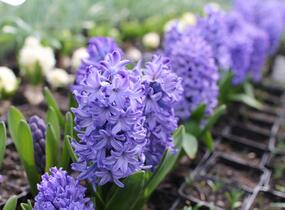Hyacint 'Delft Blue' - Hyacinthus 'Delft Blue'