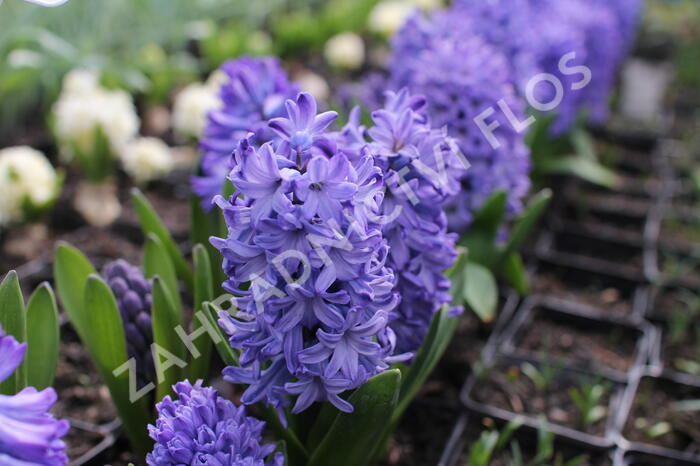 Hyacint 'Delft Blue' - Hyacinthus 'Delft Blue'