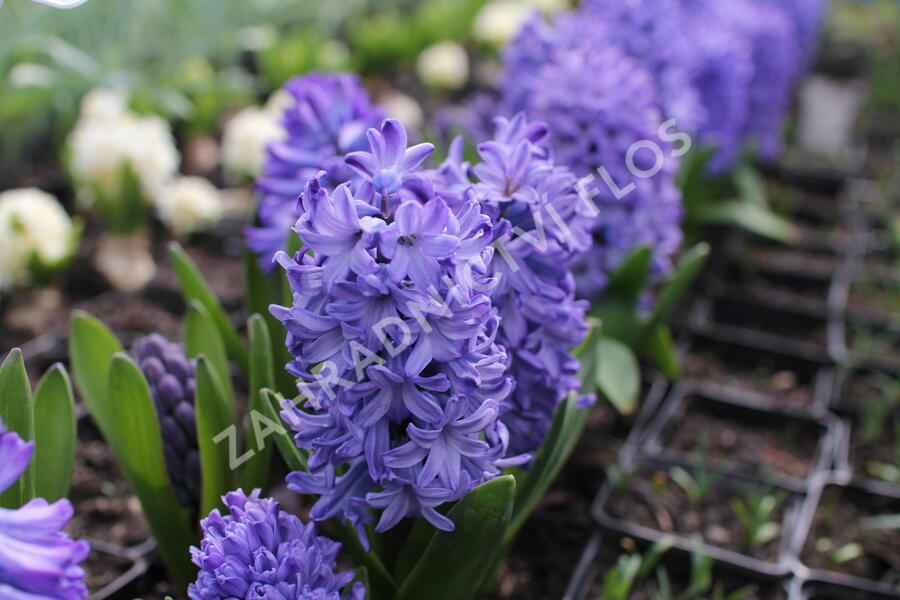 Hyacint 'Delft Blue' - Hyacinthus 'Delft Blue'