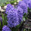 Hyacint 'Delft Blue' - Hyacinthus 'Delft Blue'