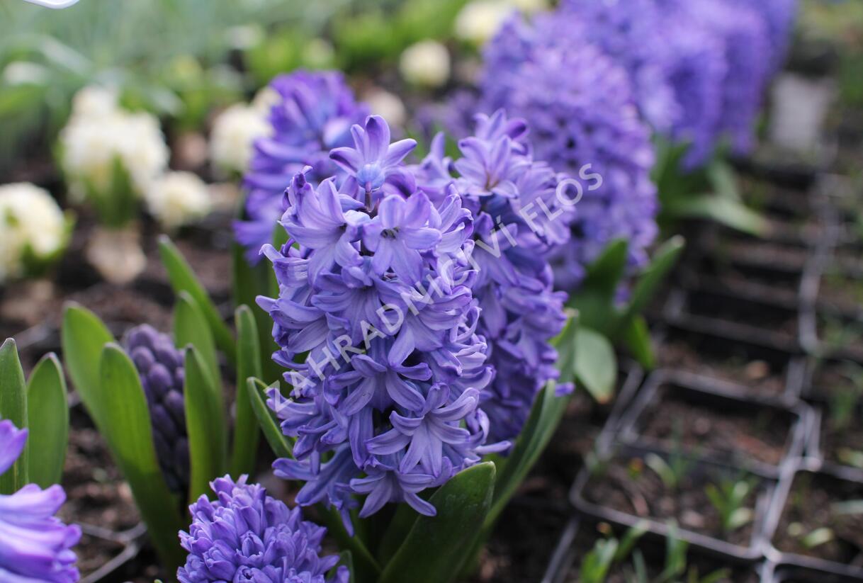 Hyacint 'Delft Blue' - Hyacinthus 'Delft Blue'