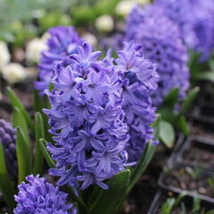Hyacint 'Delft Blue' - Hyacinthus 'Delft Blue'