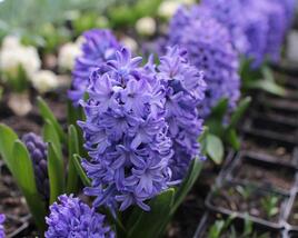 Hyacint 'Delft Blue'