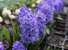 Hyacint 'Delft Blue' - Hyacinthus 'Delft Blue'