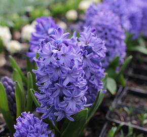 Hyacint 'Delft Blue' - Hyacinthus 'Delft Blue'