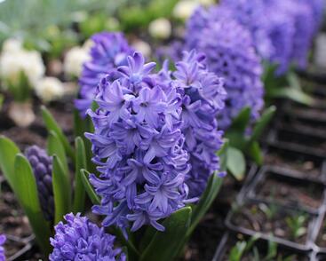 Hyacint 'Delft Blue'