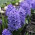 Hyacinthus 'Delft Blue'.JPG