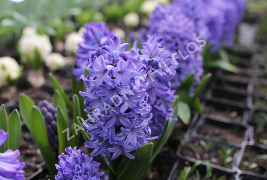 Hyacint 'Delft Blue' - Hyacinthus 'Delft Blue'