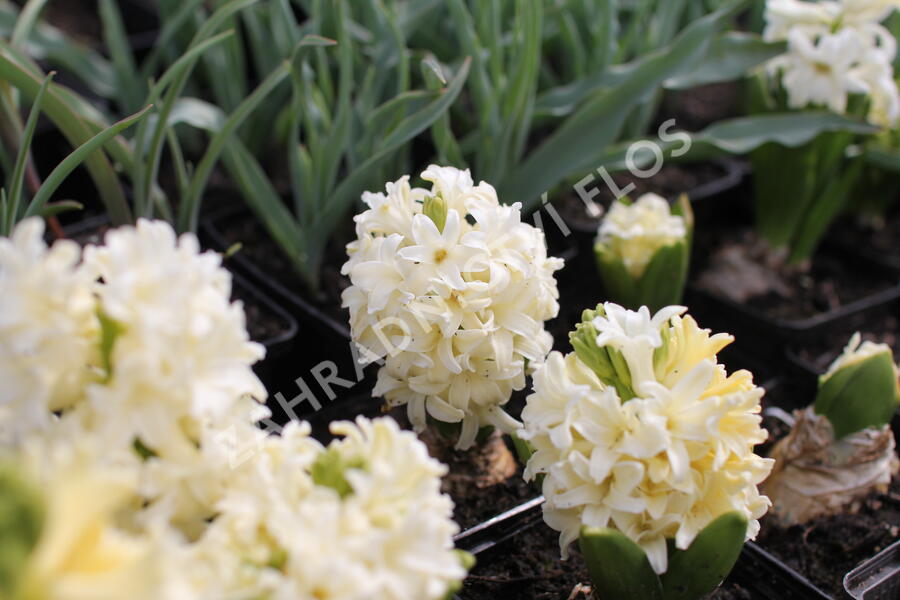 Hyacint 'City of Haarlem' - Hyacinthus 'City of Haarlem'