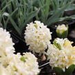 Hyacint 'City of Haarlem' - Hyacinthus 'City of Haarlem'