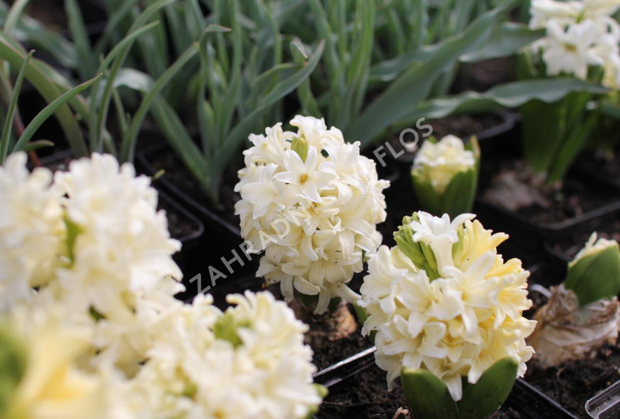 Hyacint 'City of Haarlem' - Hyacinthus 'City of Haarlem'