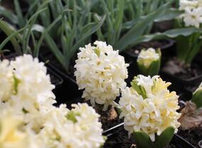 Hyacint 'City of Haarlem' - Hyacinthus 'City of Haarlem'