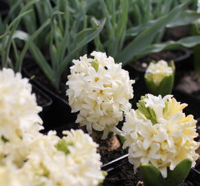 Hyacint 'City of Haarlem' - Hyacinthus 'City of Haarlem'