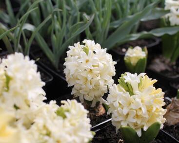 Hyacint 'City of Haarlem'