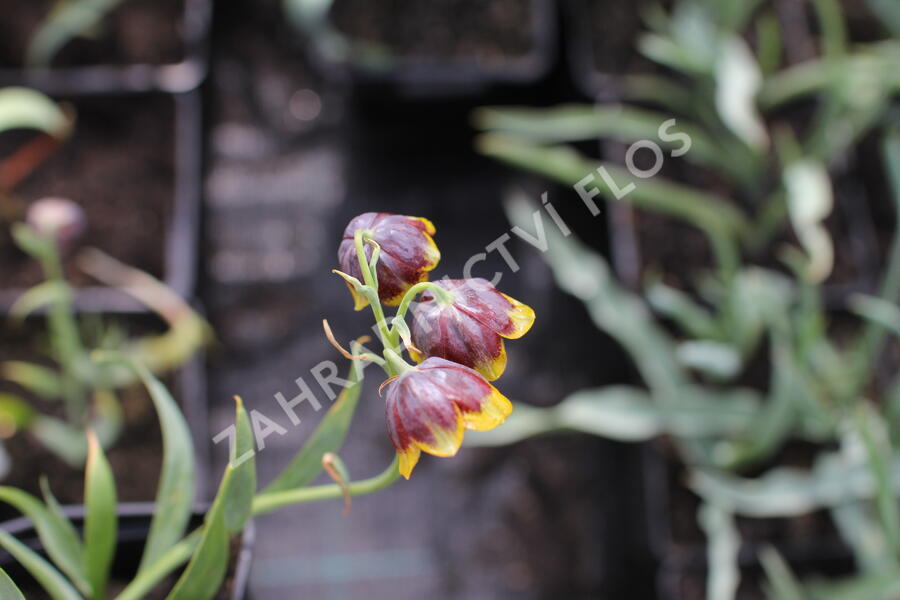 Řebčík Michajlovského - Fritillaria michailovskyi