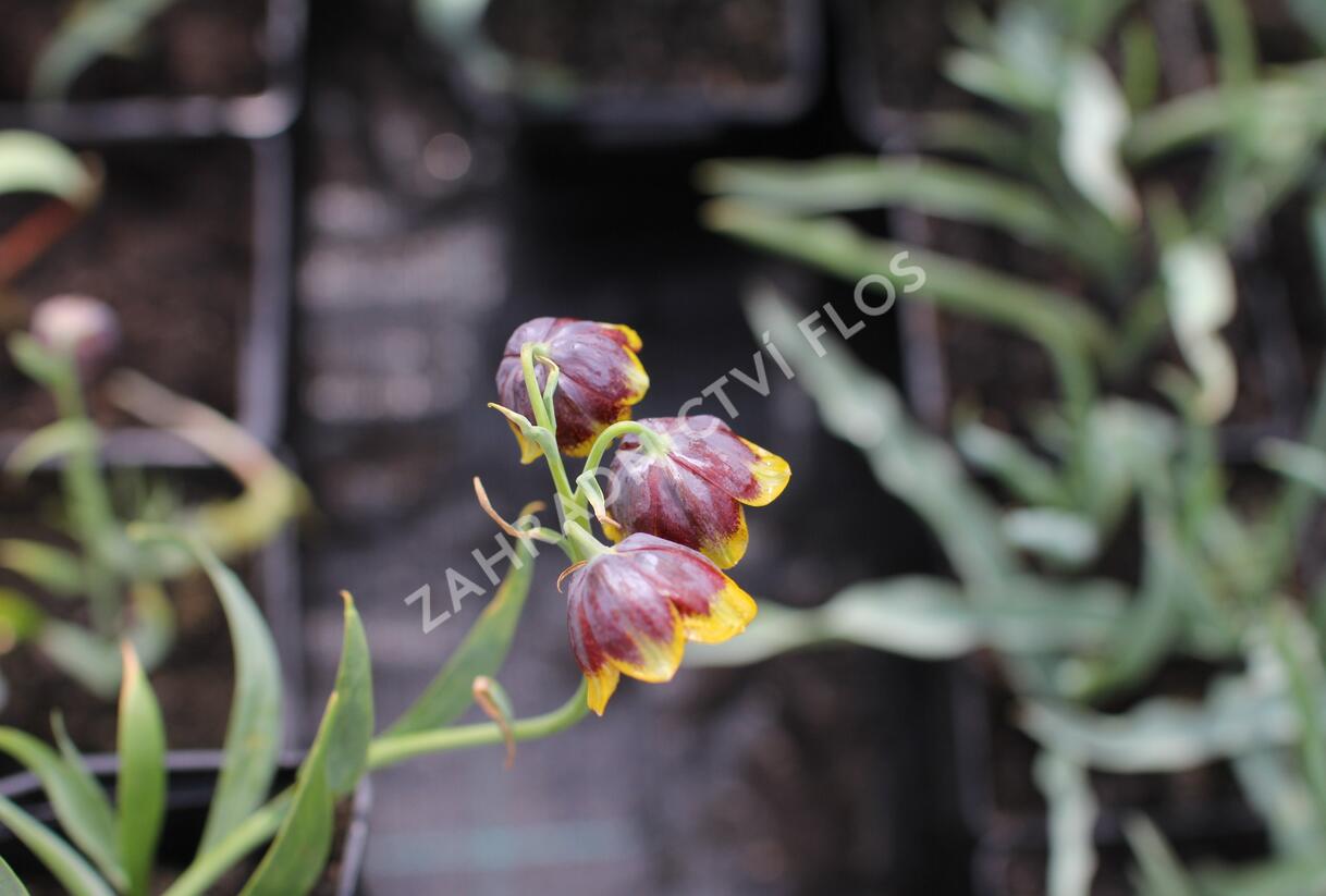 Řebčík Michajlovského - Fritillaria michailovskyi