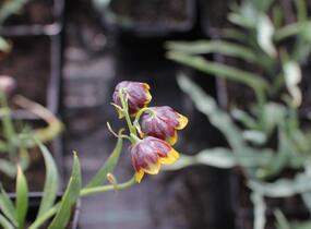 Řebčík Michajlovského - Fritillaria michailovskyi