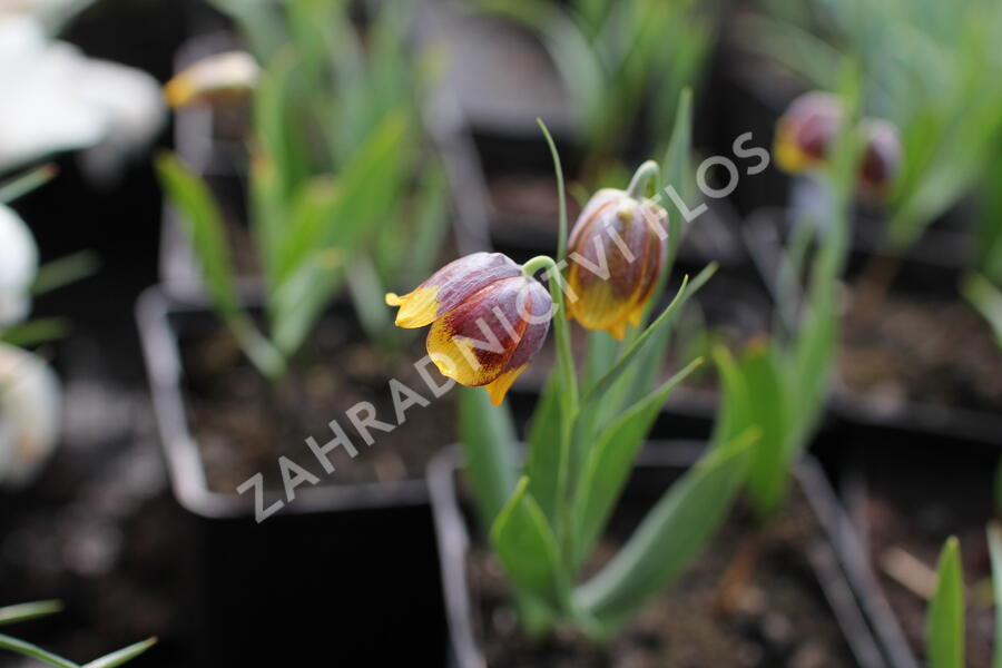 Řebčík Michajlovského - Fritillaria michailovskyi