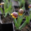 Řebčík Michajlovského - Fritillaria michailovskyi