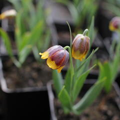 Řebčík Michajlovského - Fritillaria michailovskyi
