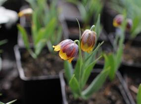 Řebčík Michajlovského - Fritillaria michailovskyi