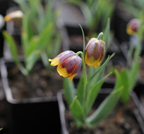 Řebčík Michajlovského - Fritillaria michailovskyi