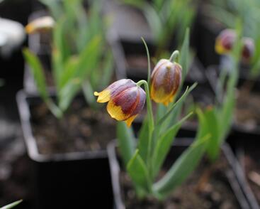 Řebčík Michajlovského