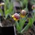 Fritillaria michailovskyi.JPG