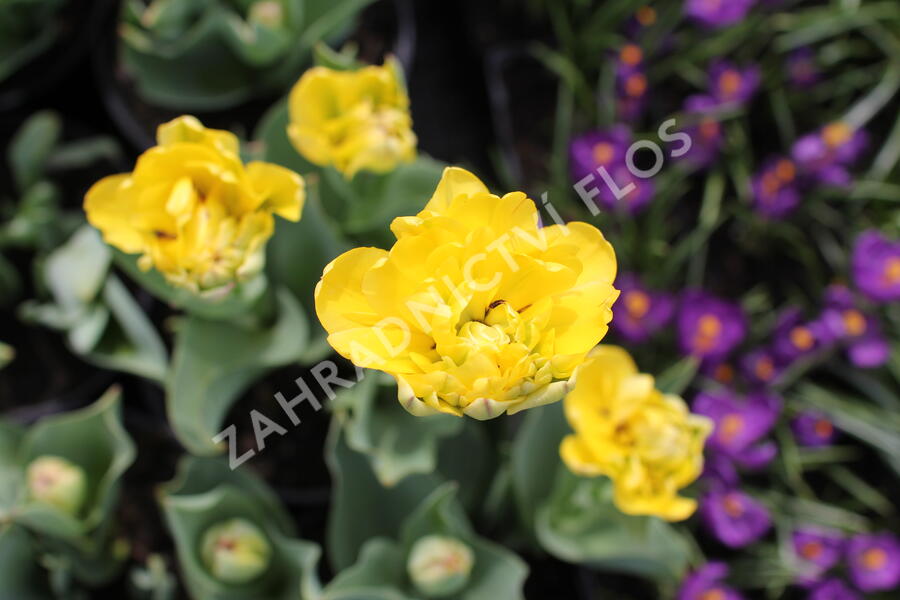 Tulipán plnokvětý pozdní 'Yellow Pomponette' - Tulipa Double Late 'Yellow Pomponette'