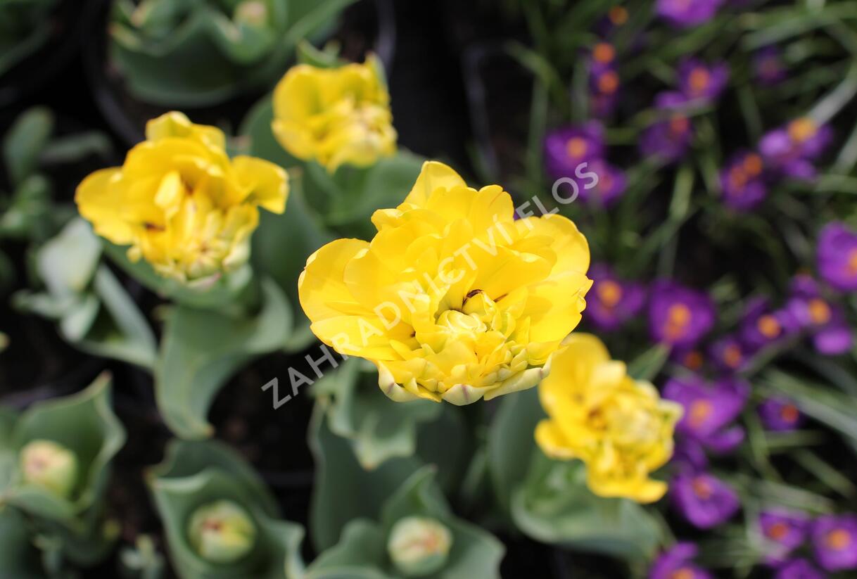 Tulipán plnokvětý pozdní 'Yellow Pomponette' - Tulipa Double Late 'Yellow Pomponette'
