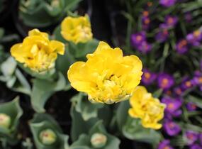 Tulipán plnokvětý pozdní 'Yellow Pomponette' - Tulipa Double Late 'Yellow Pomponette'