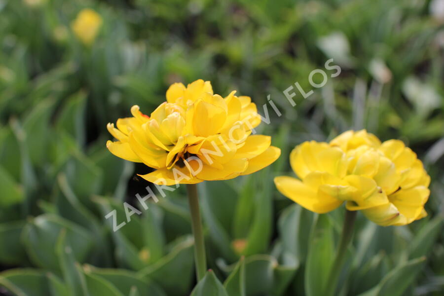 Tulipán plnokvětý pozdní 'Yellow Pomponette' - Tulipa Double Late 'Yellow Pomponette'