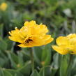 Tulipán plnokvětý pozdní 'Yellow Pomponette' - Tulipa Double Late 'Yellow Pomponette'