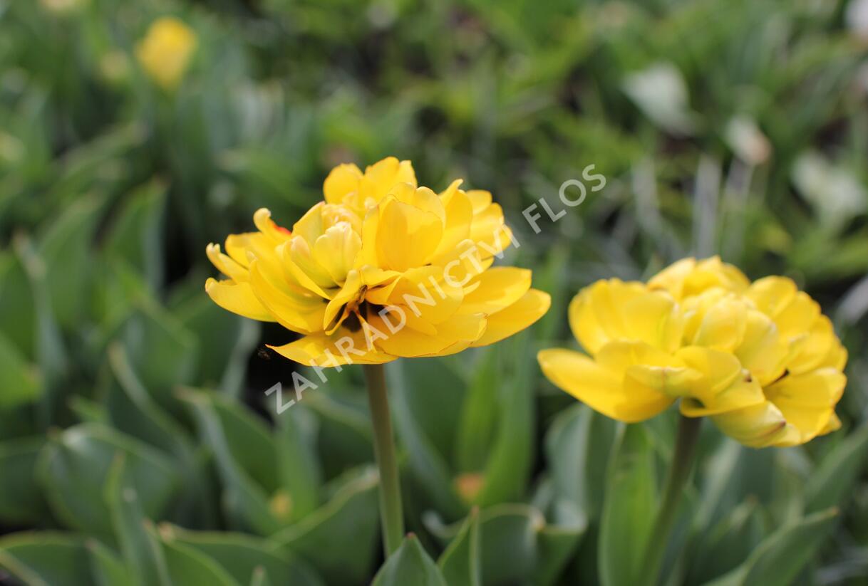 Tulipán plnokvětý pozdní 'Yellow Pomponette' - Tulipa Double Late 'Yellow Pomponette'