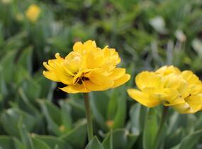 Tulipán plnokvětý pozdní 'Yellow Pomponette' - Tulipa Double Late 'Yellow Pomponette'