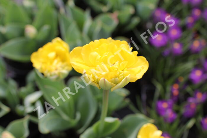 Tulipán plnokvětý pozdní 'Yellow Pomponette' - Tulipa Double Late 'Yellow Pomponette'